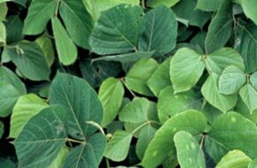 lush green kudzu leaves