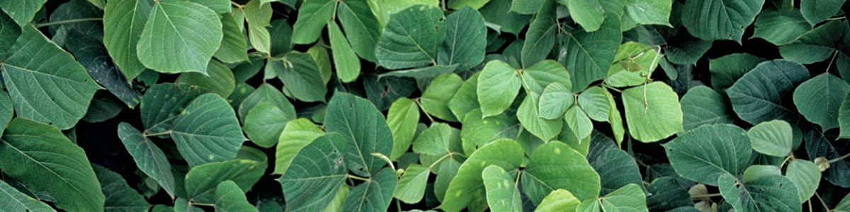 lush green kudzu leaves